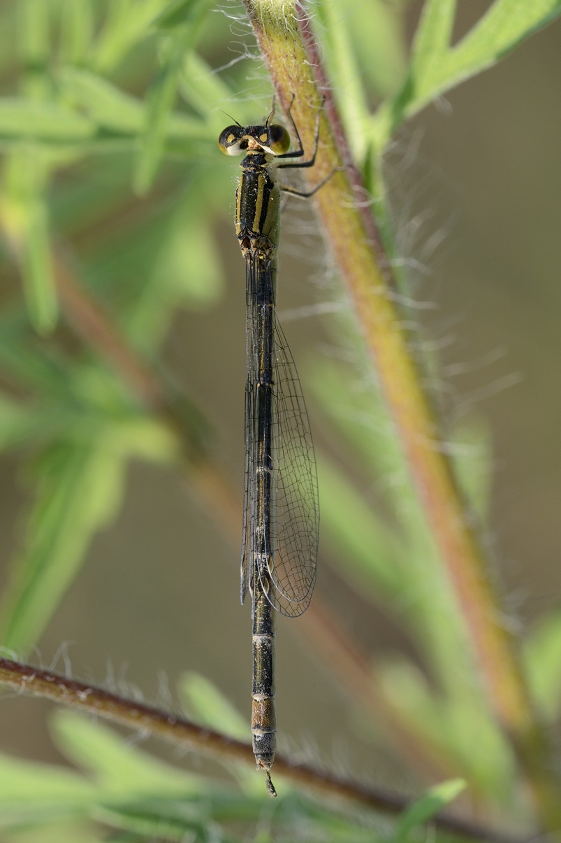 Ischnura elegans tipo C e domanda